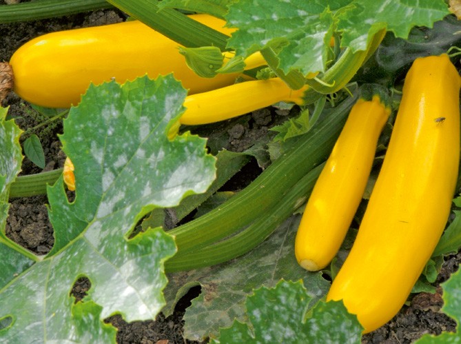 Golden zucchini courgette 10 seeds